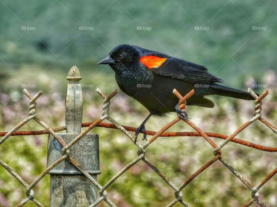 Redwing Blackbird