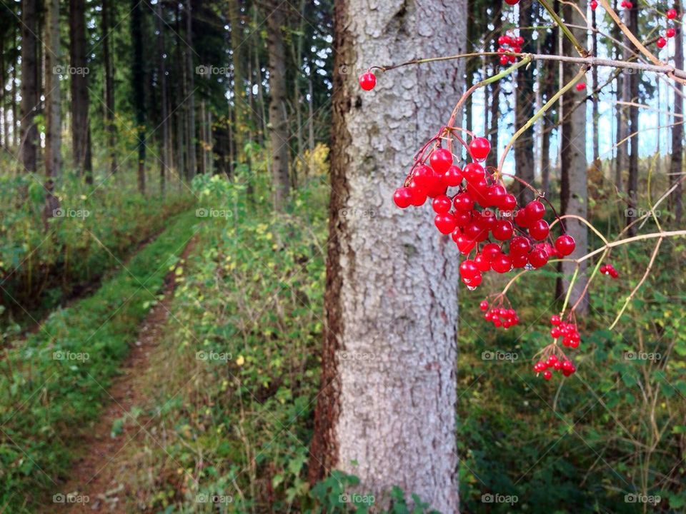 Fresh berries