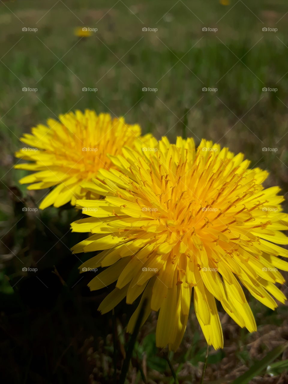 dandelion