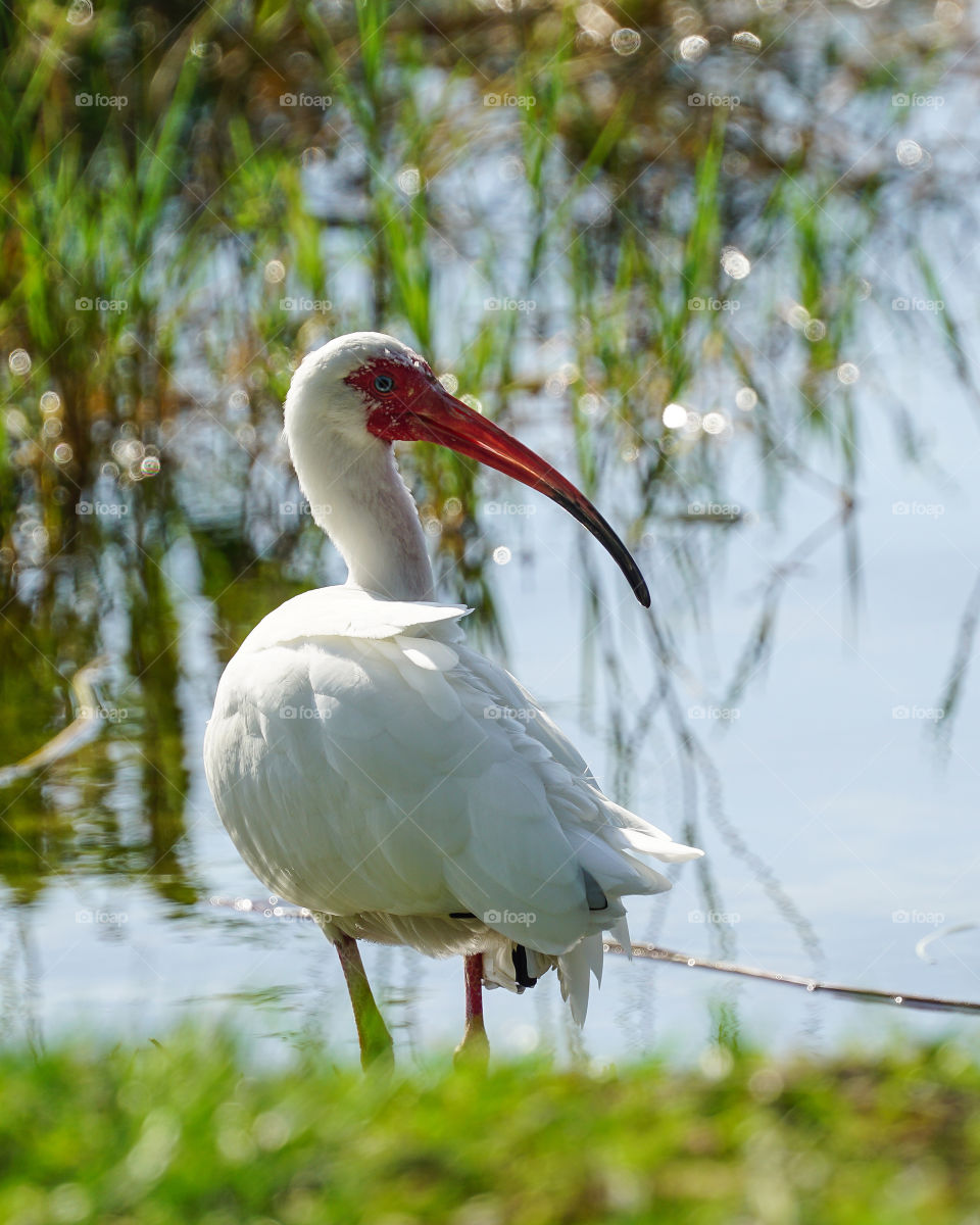 Ibis posing on the shore 