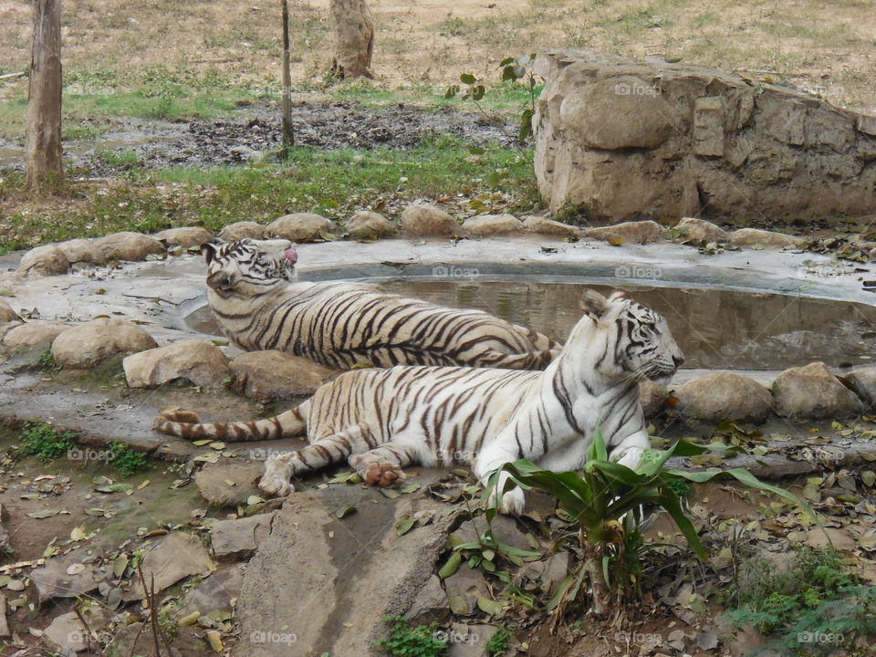 tiger's resting shot