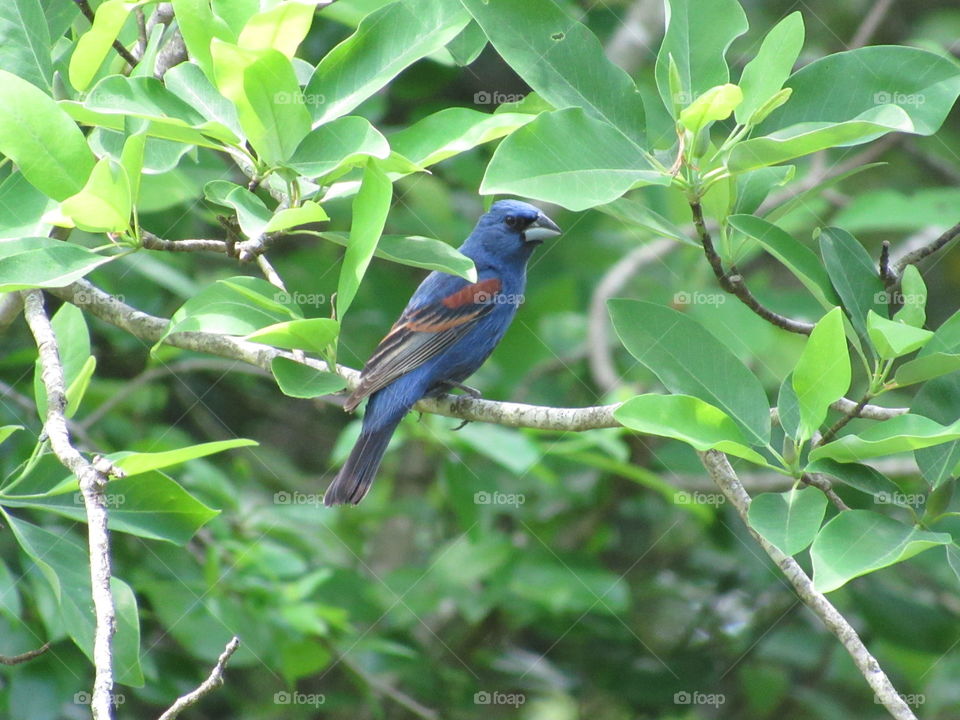 Blue Grosbeak
