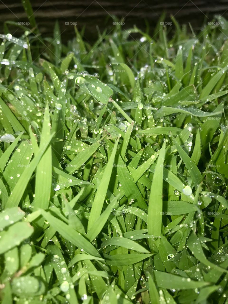 Dew covered grass 🌱