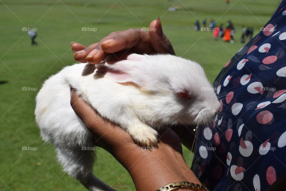 Holding A Bunny