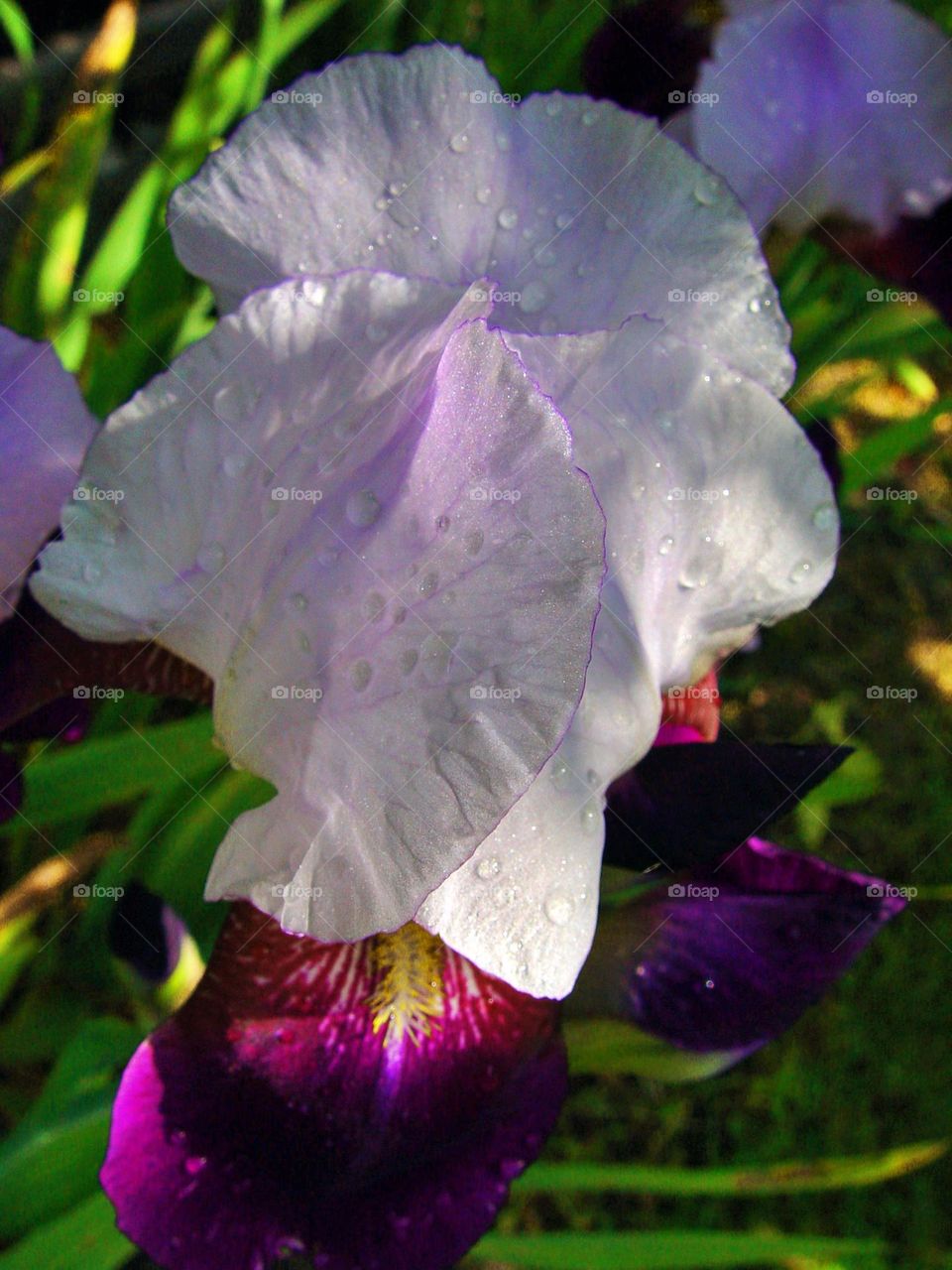 iris