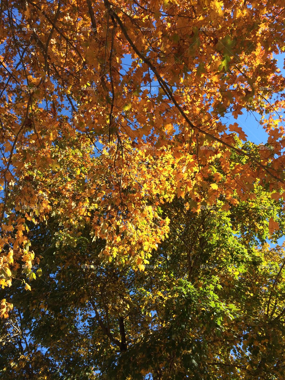 Contrasting foliage