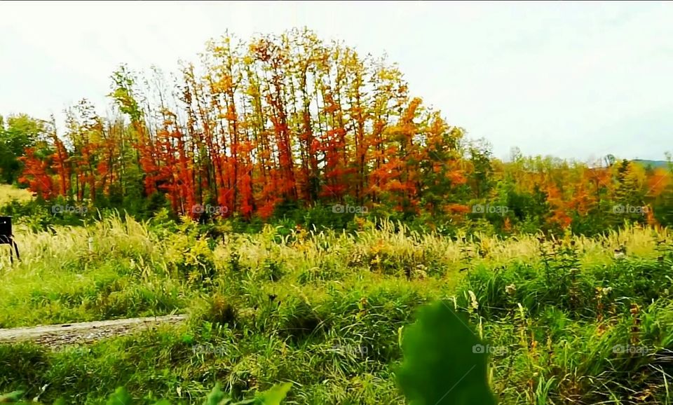 grass, red grass, sky, roads,grass,