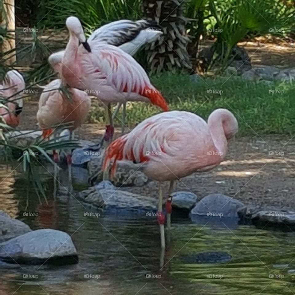 flamingo's Pink