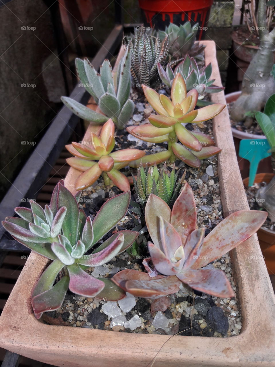 desert plants cactus low water requirements in the garden
