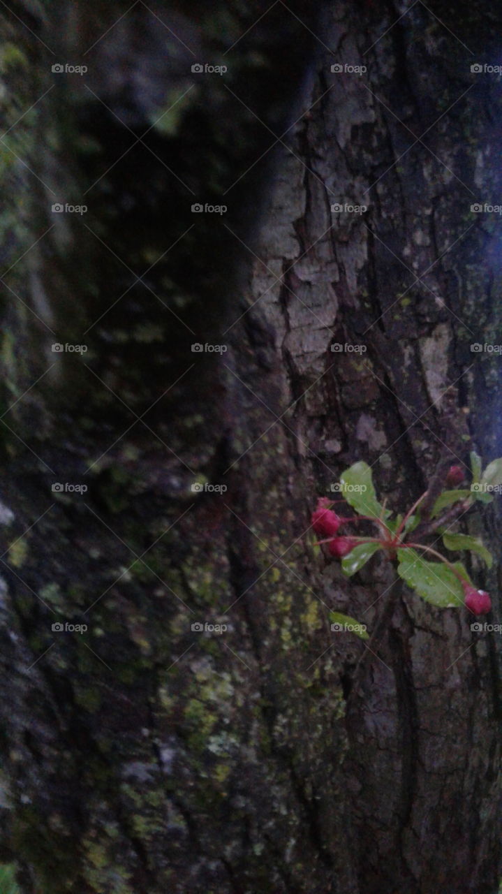 crab apple flower buds on tree after gentle rain