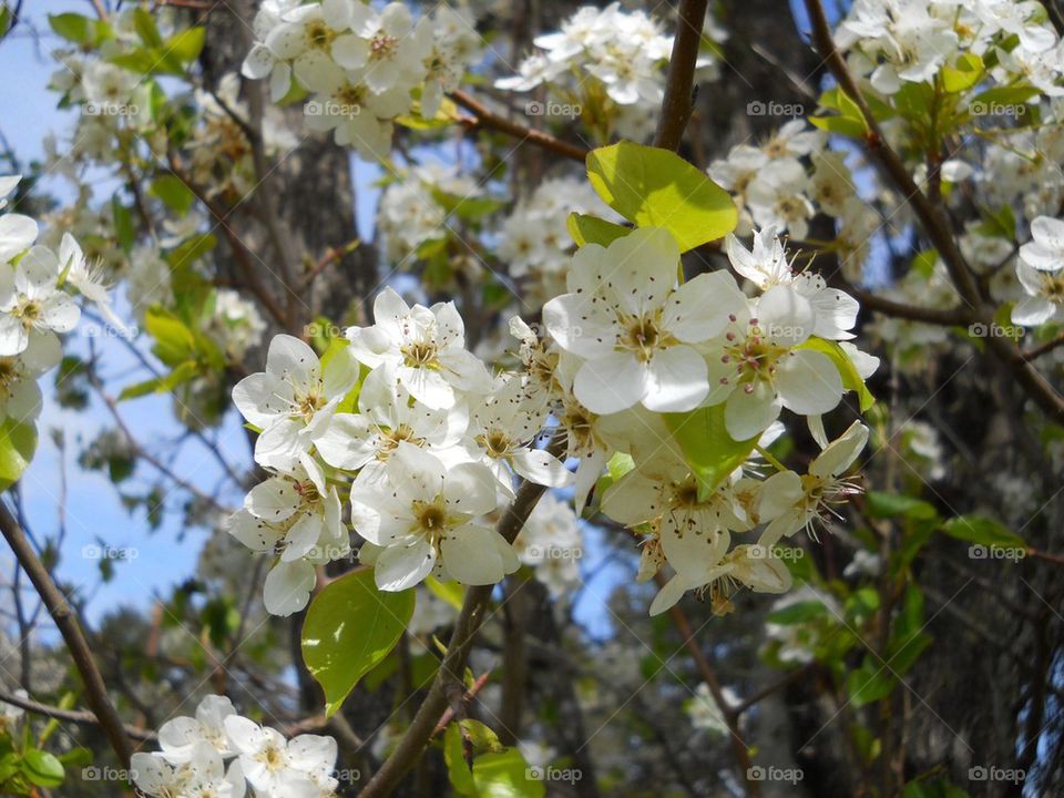 Crabapple Tree