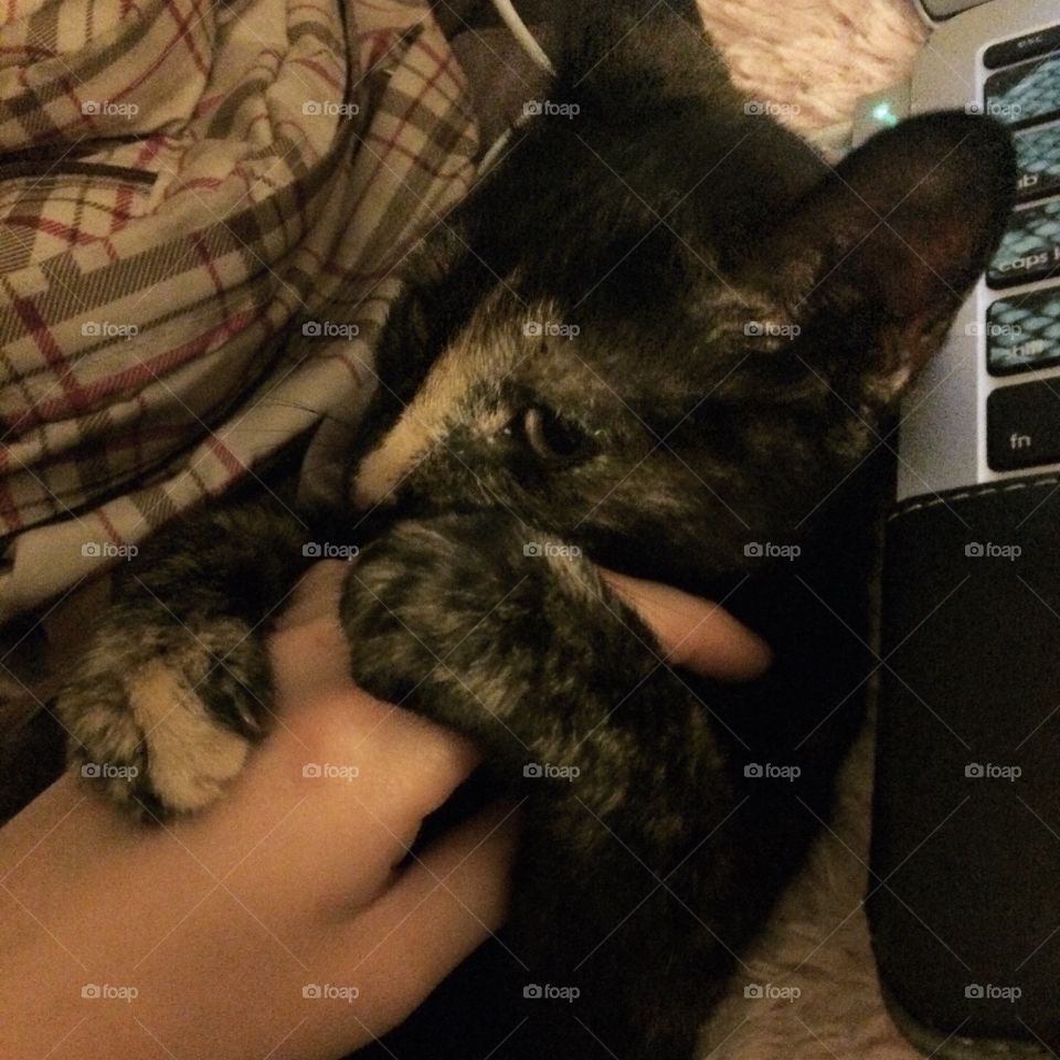 My beautiful little cuddler. She loved me and I loved her more than the world