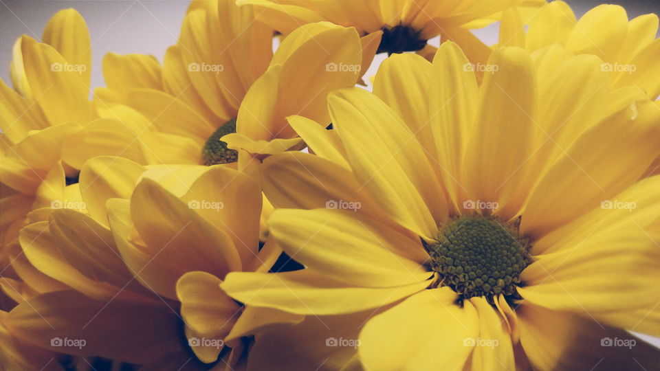 yellow chrysanthemum