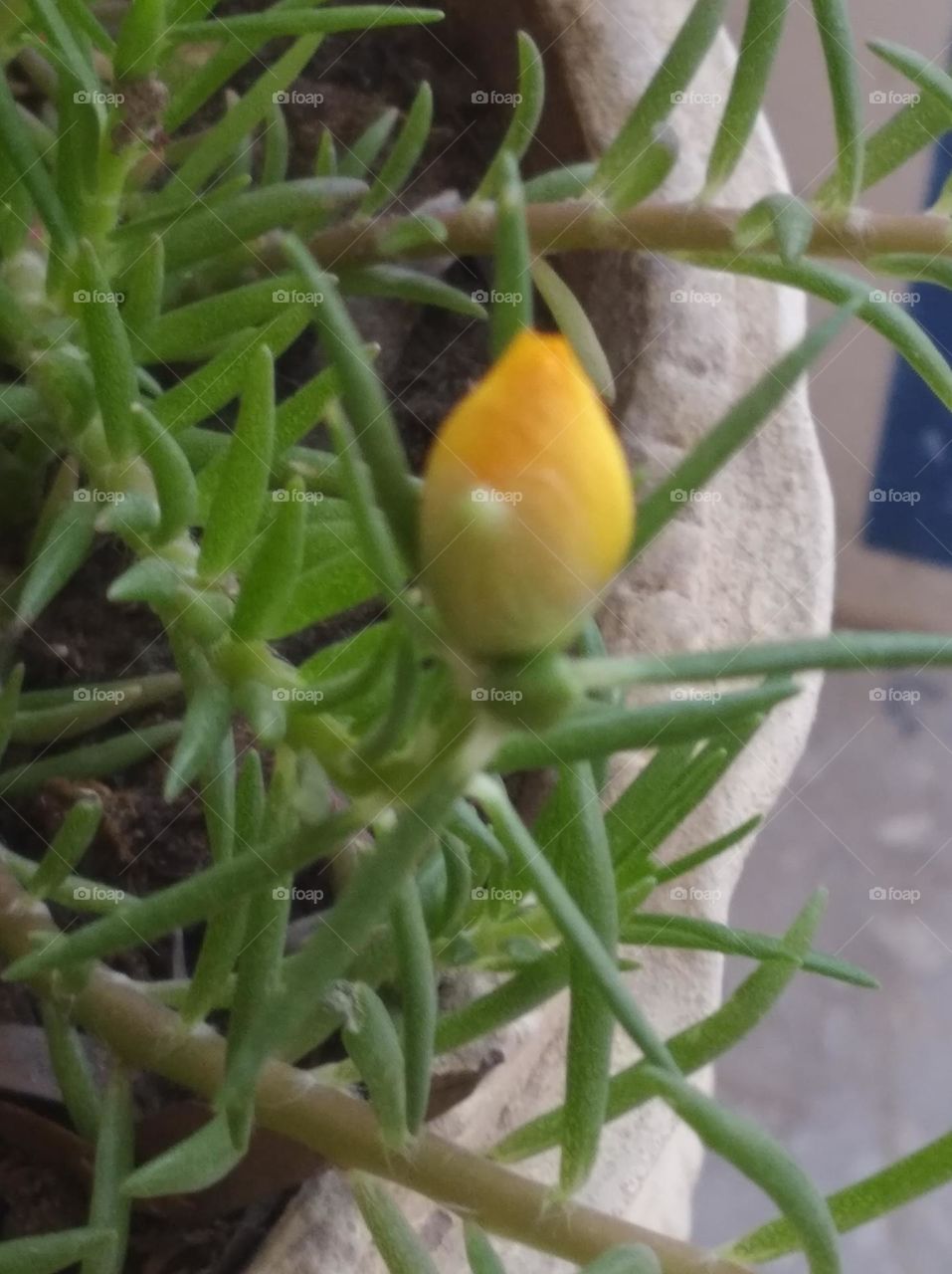 yellow flower bud shurb small in size fresh seasonal looking very beautiful generally found everywhere