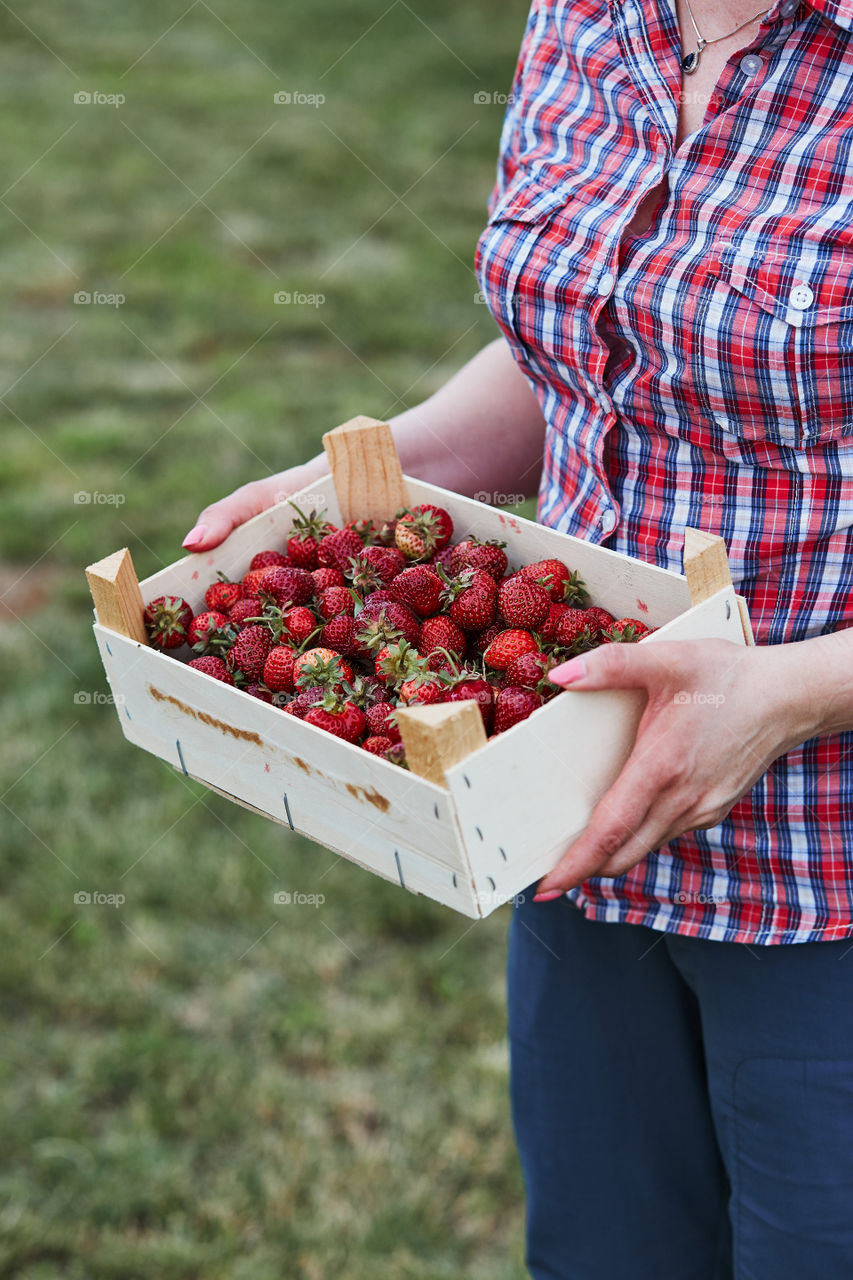 Woman holding container filled with fresh strawberries picked in home fruit garden. Candid people, real moments, authentic situations