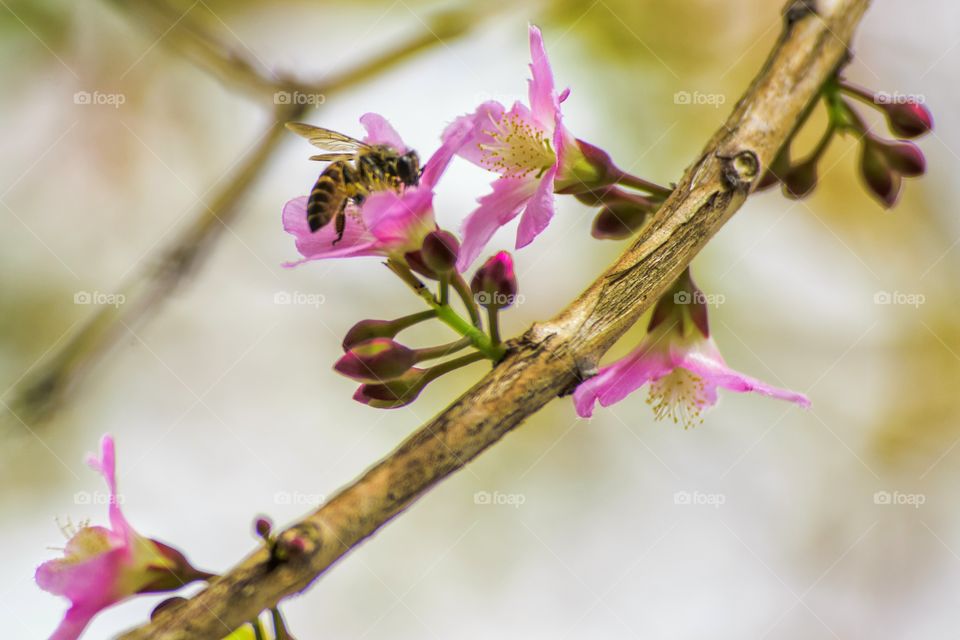 Bee and pink flower
