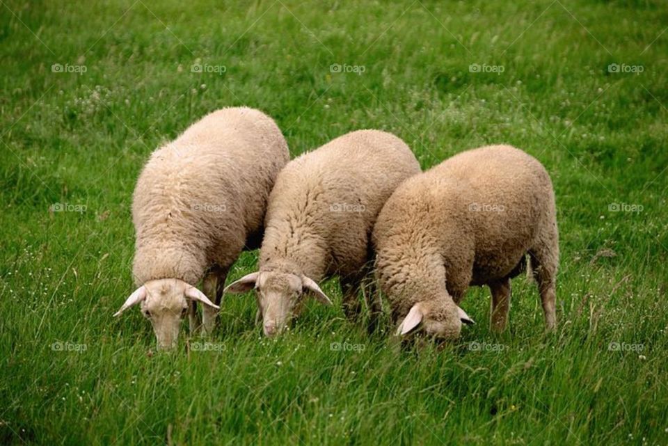 Three sheep _ grass