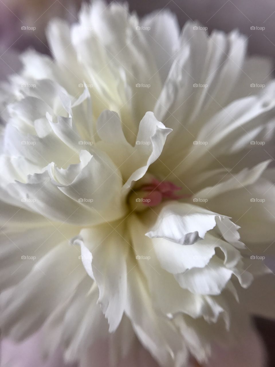 White peony 