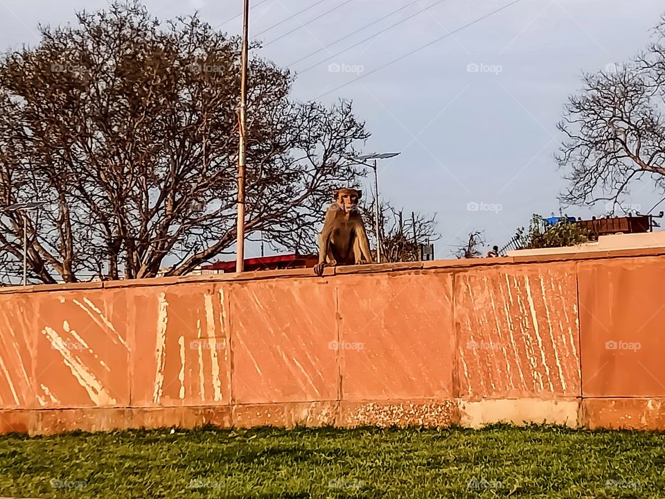 Monkey sitting in a wall awesome image india