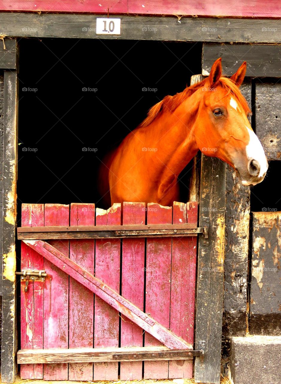 beautiful horse