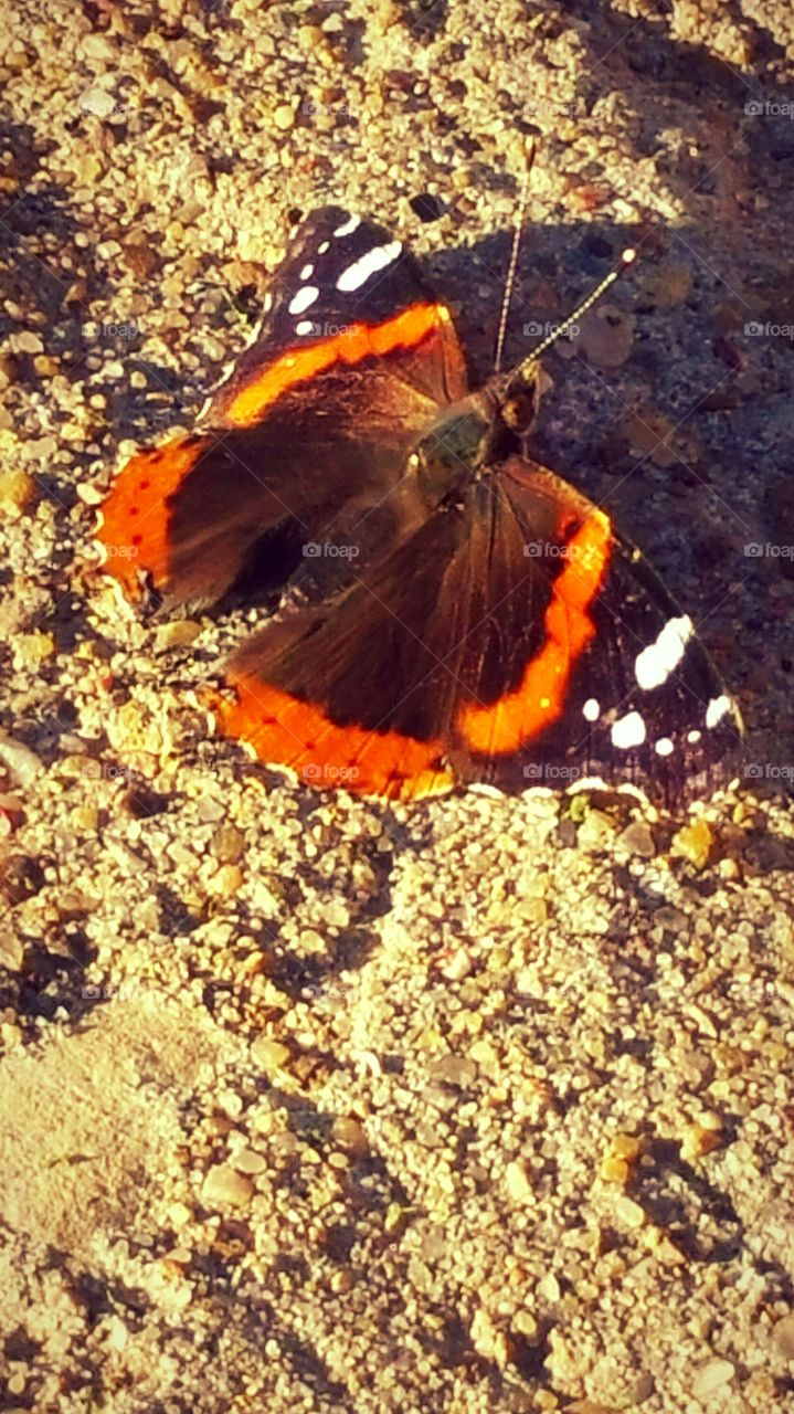 Butterfly at Rest