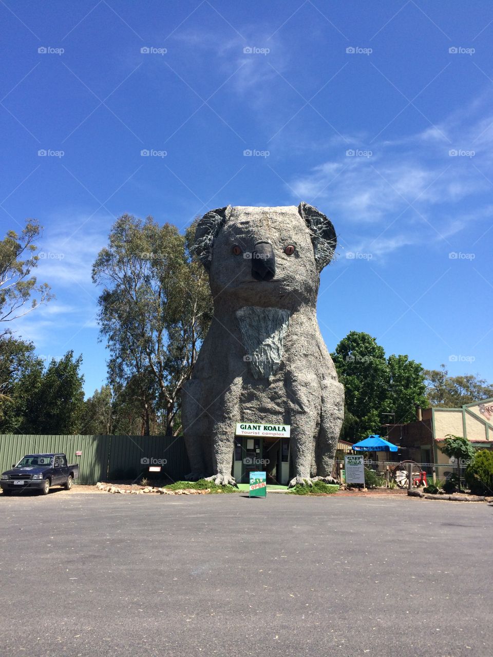 The giant Koala