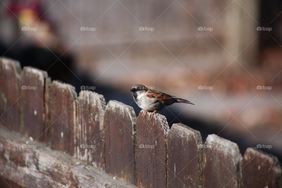 Bird on the Fence