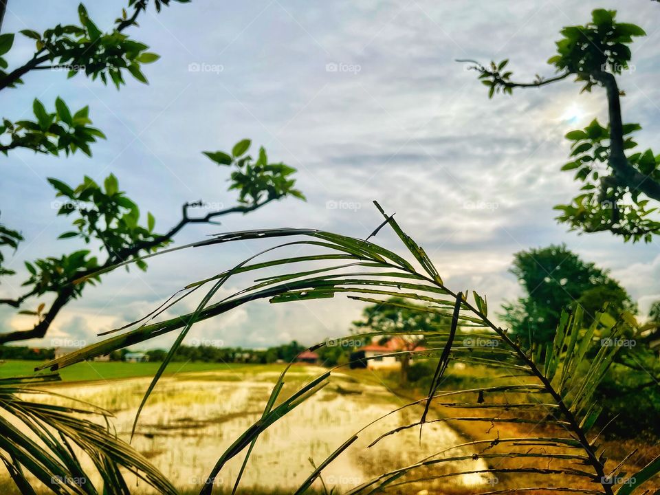 Paddy Field View