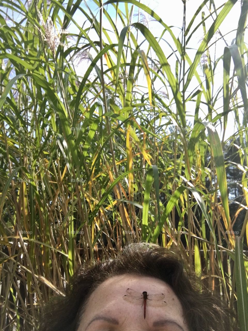 Dragonfly lands on my forehead while I'm taking pics if grasses.....what a riot!