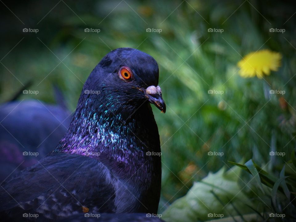 Bird watching friends