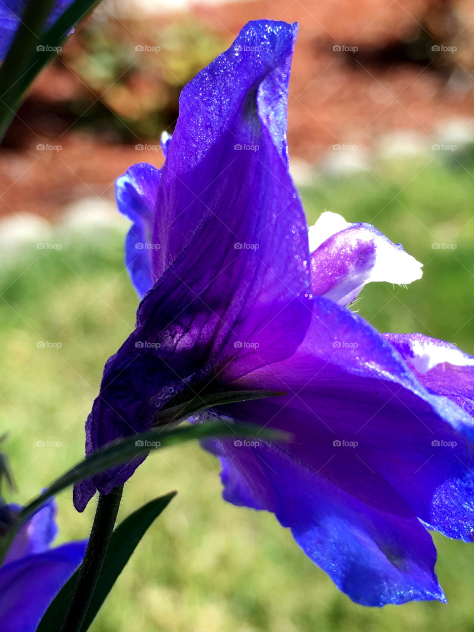 Sunshine on a delphinium 