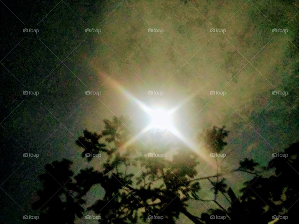 The moon behind the trees