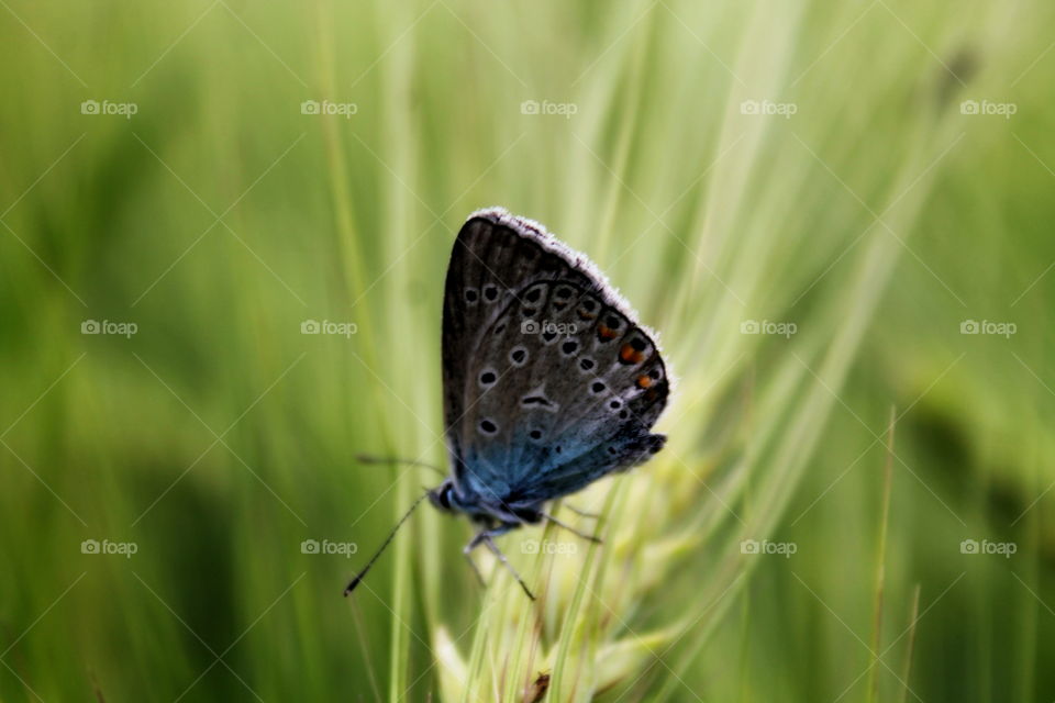 Blue and grey butterfly showing it’s beauty