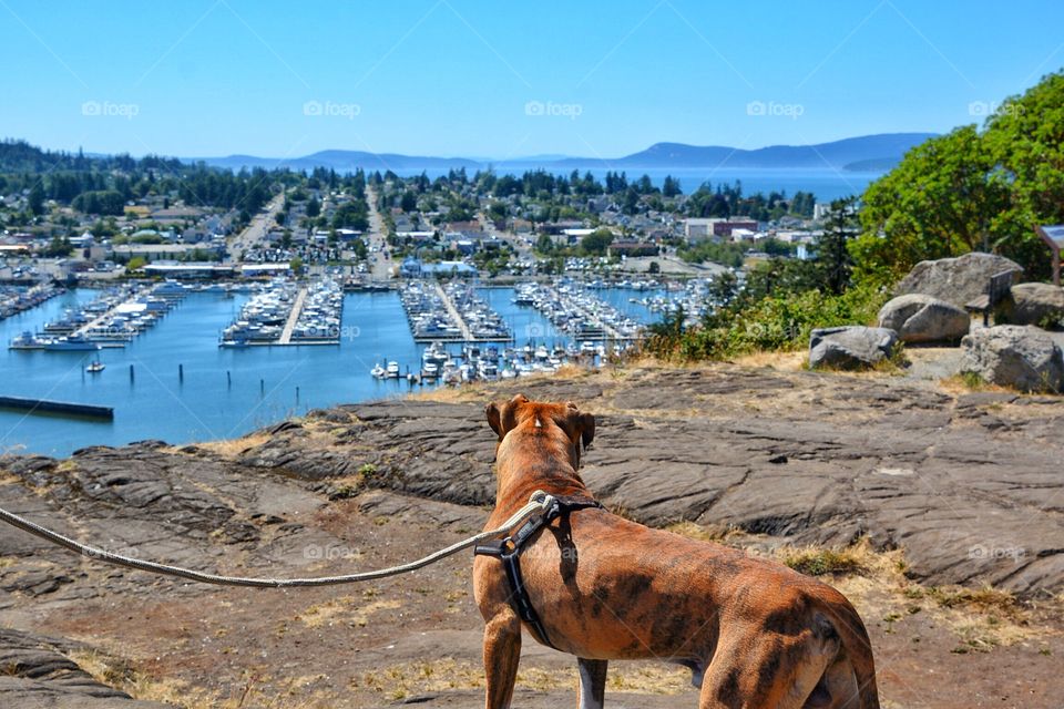 Dog overlooking a marina