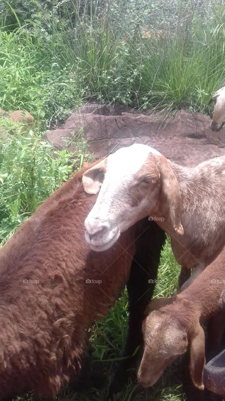 goats
