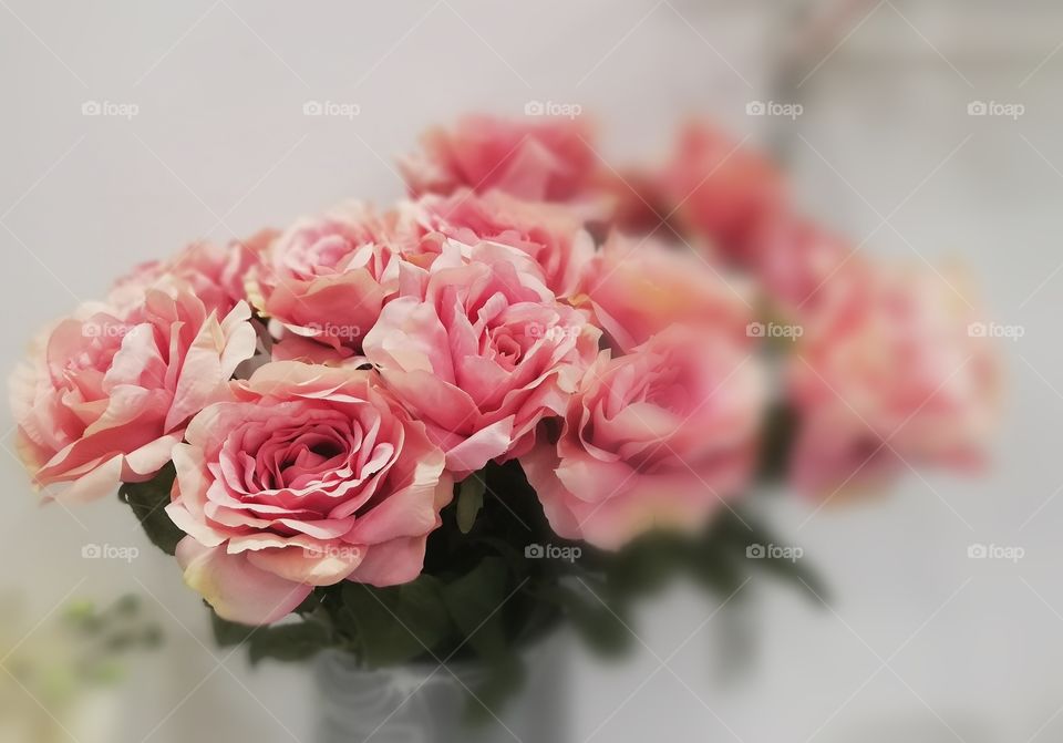 Close-up view of rose flowers