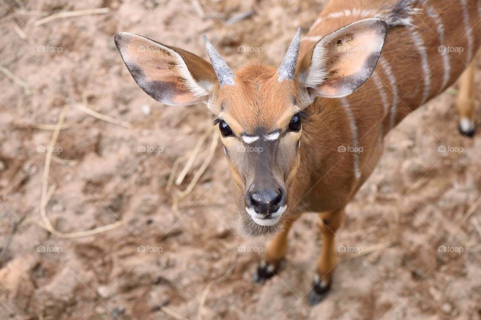 Fawn 