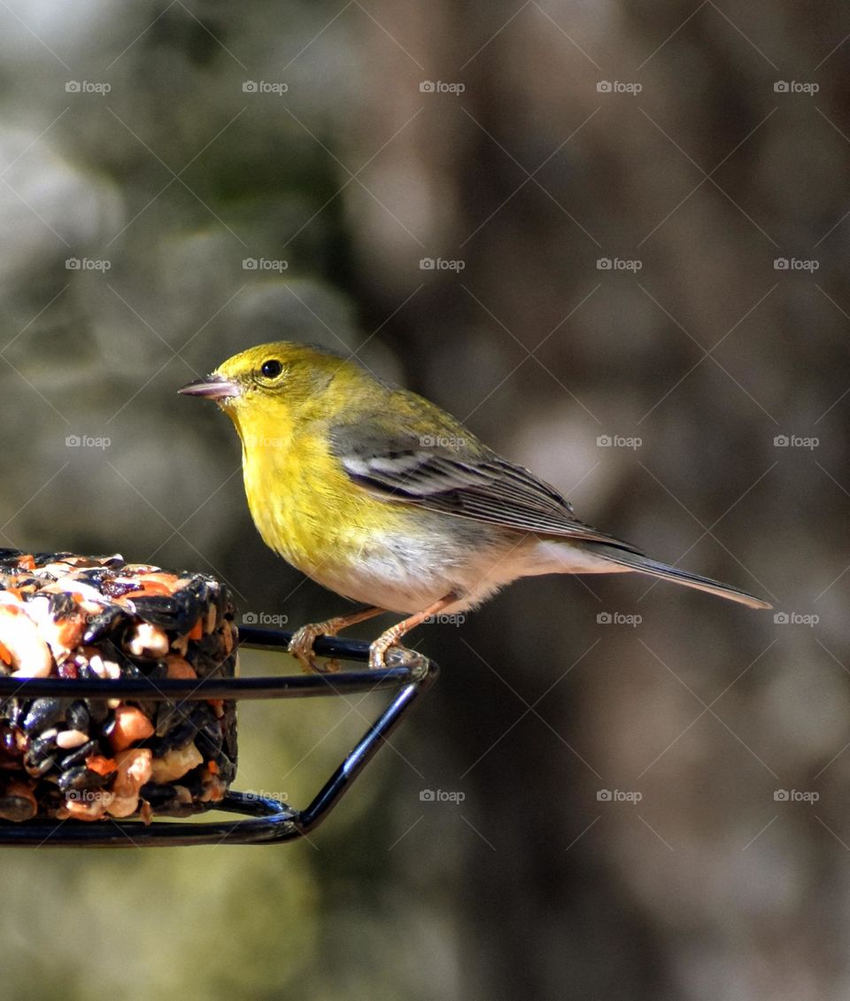 This Pine Warbler is perched on a suet feeder
