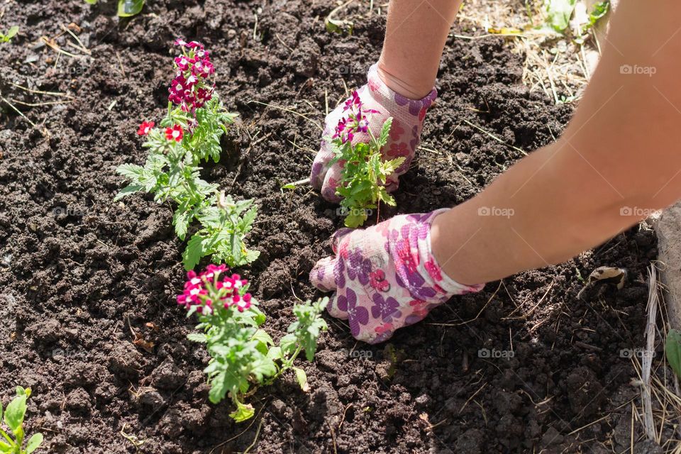 Female hands in garden gloves plant beautiful flowers in the ground 