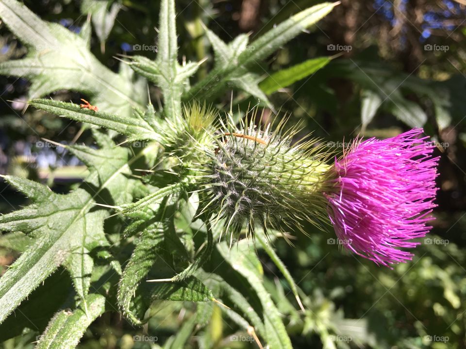 Thistle