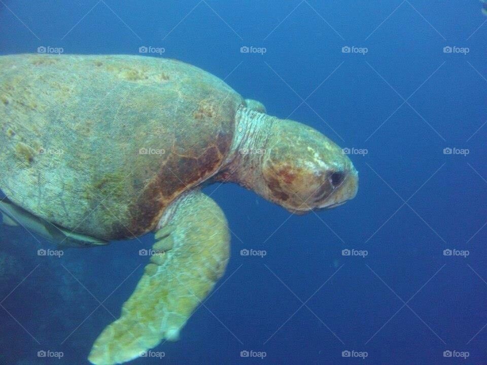 Large turtle