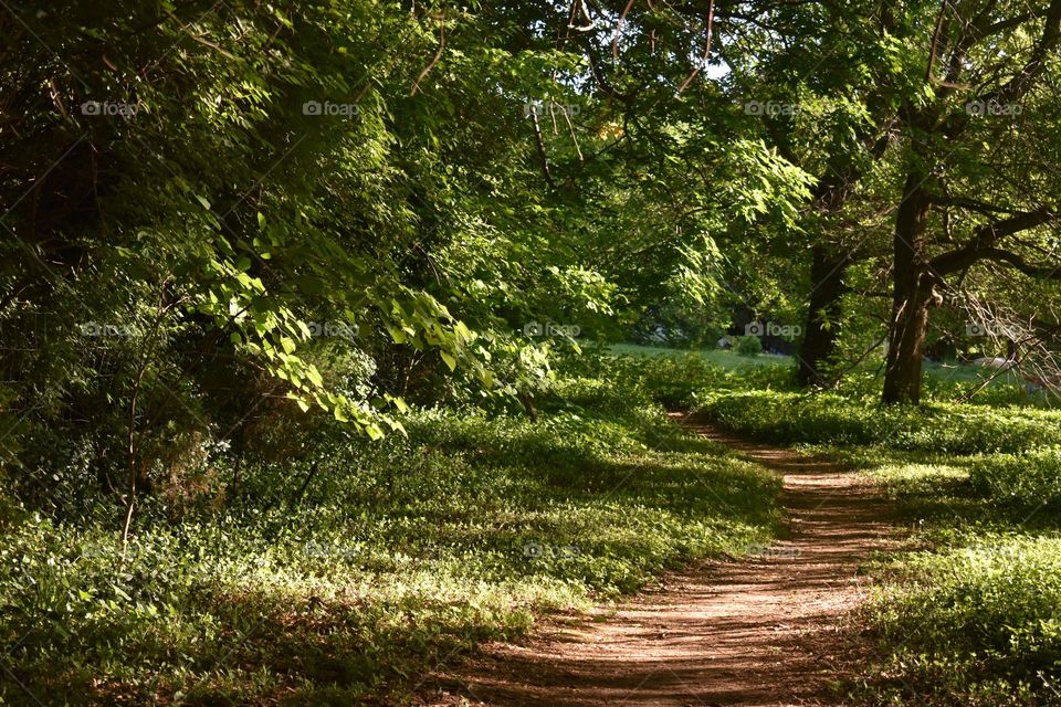 A path through the forest