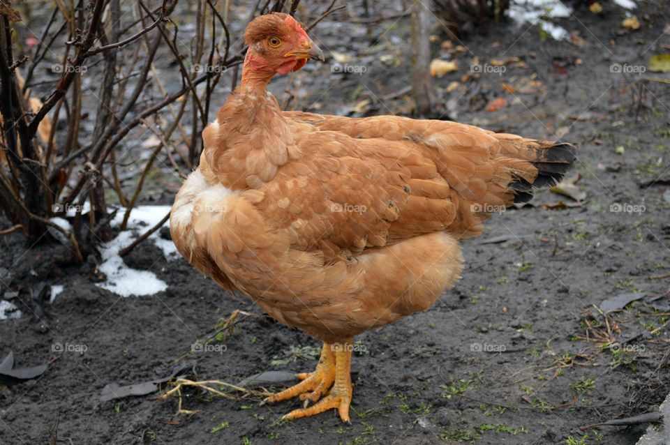 chickens in the village in autumn