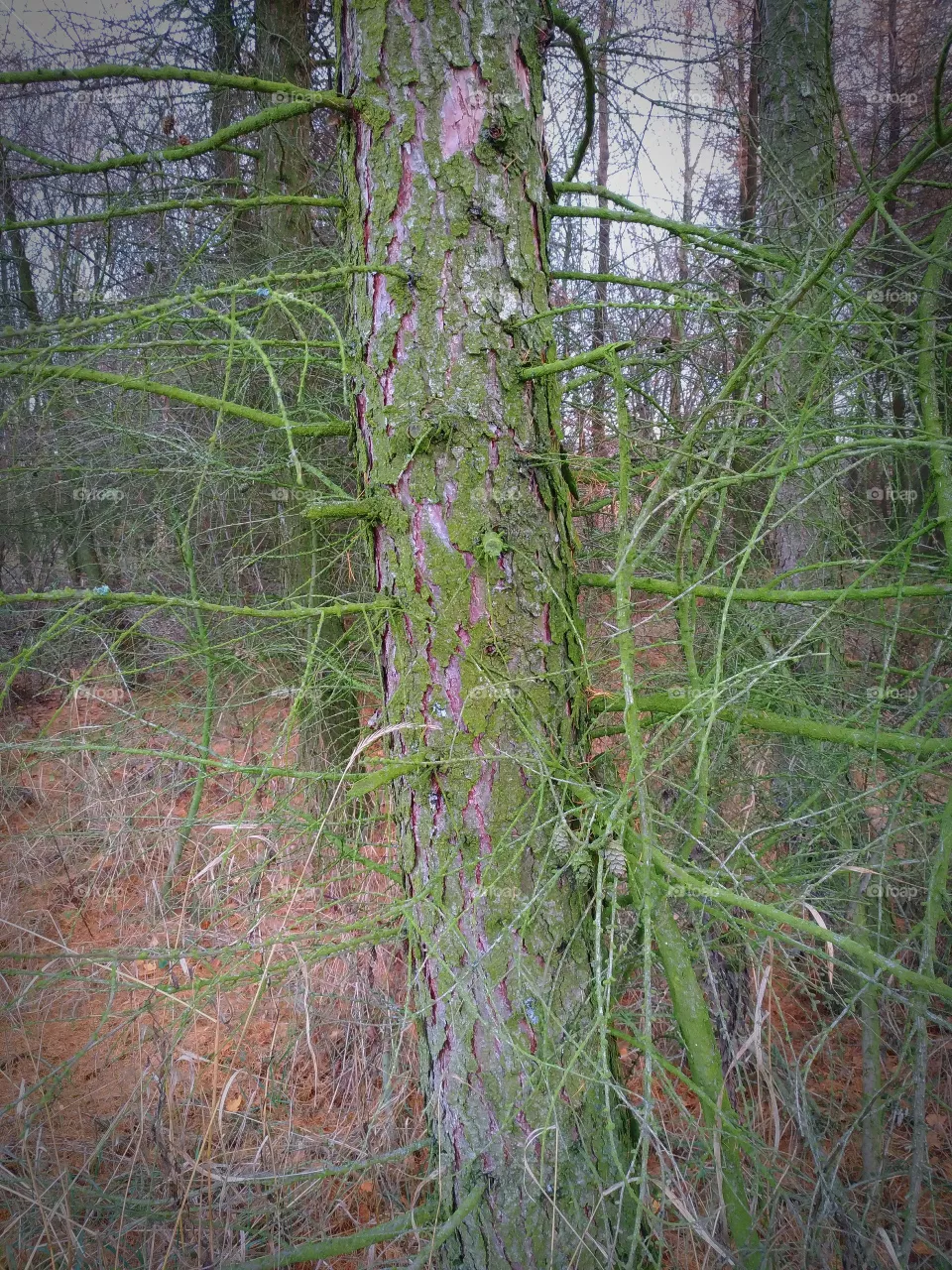 trunk