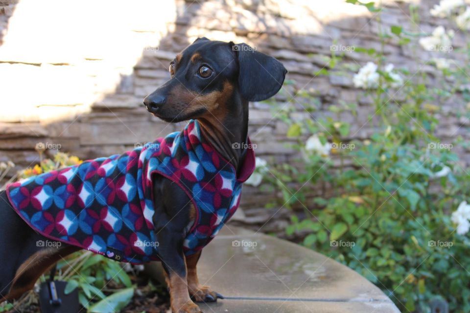 Miniature dachund Daisy 