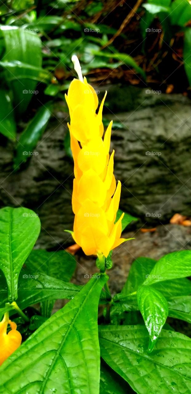 yellow tropical flower