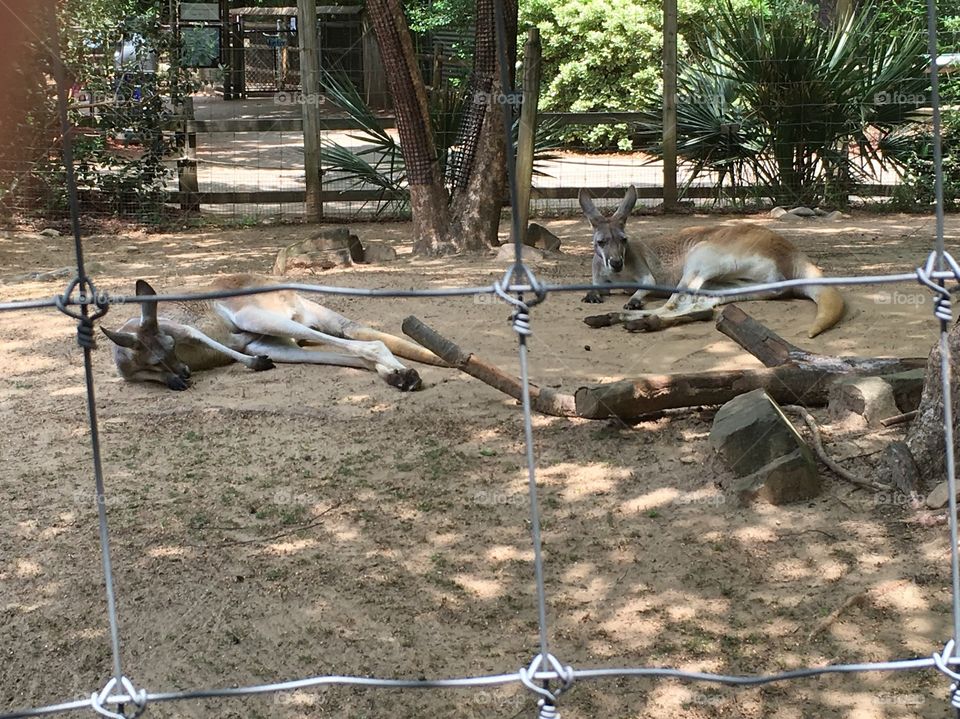 Kangaroos laying down in paddock.