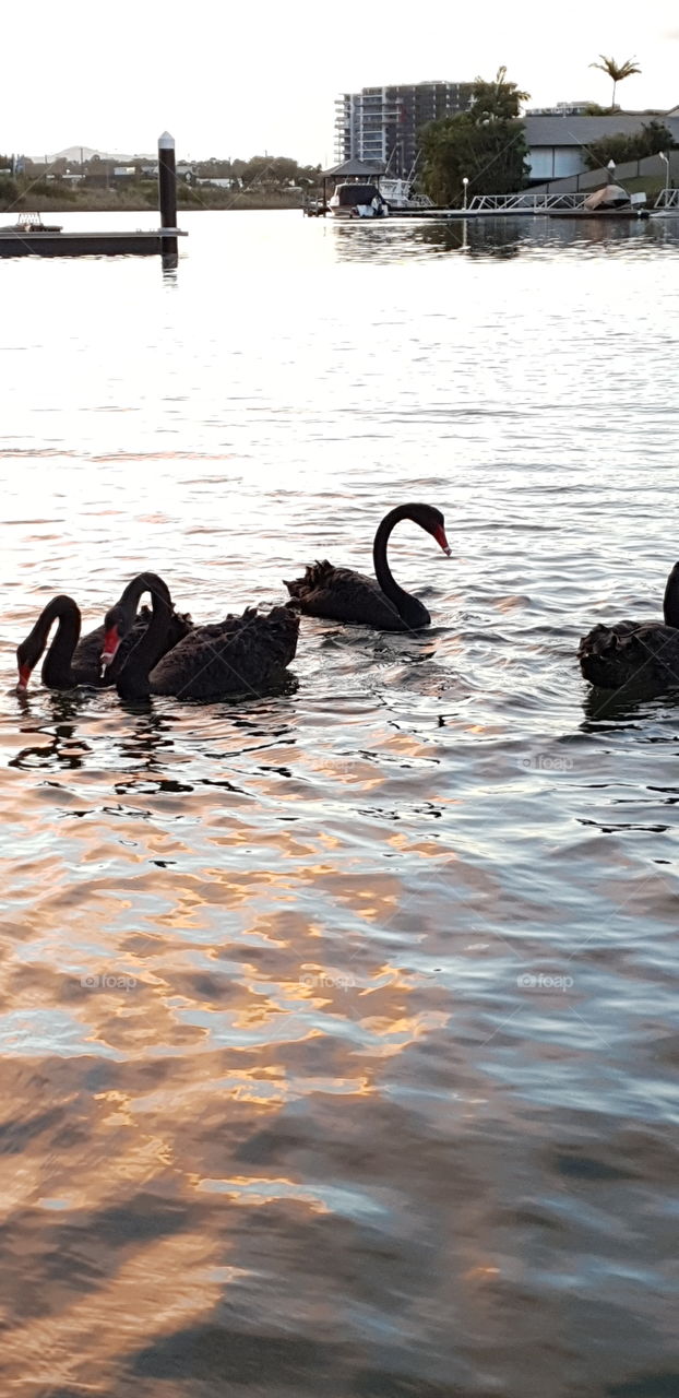 Black Swans at Dusk