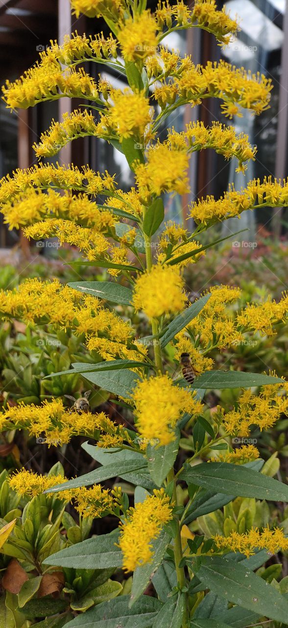 yellow flower