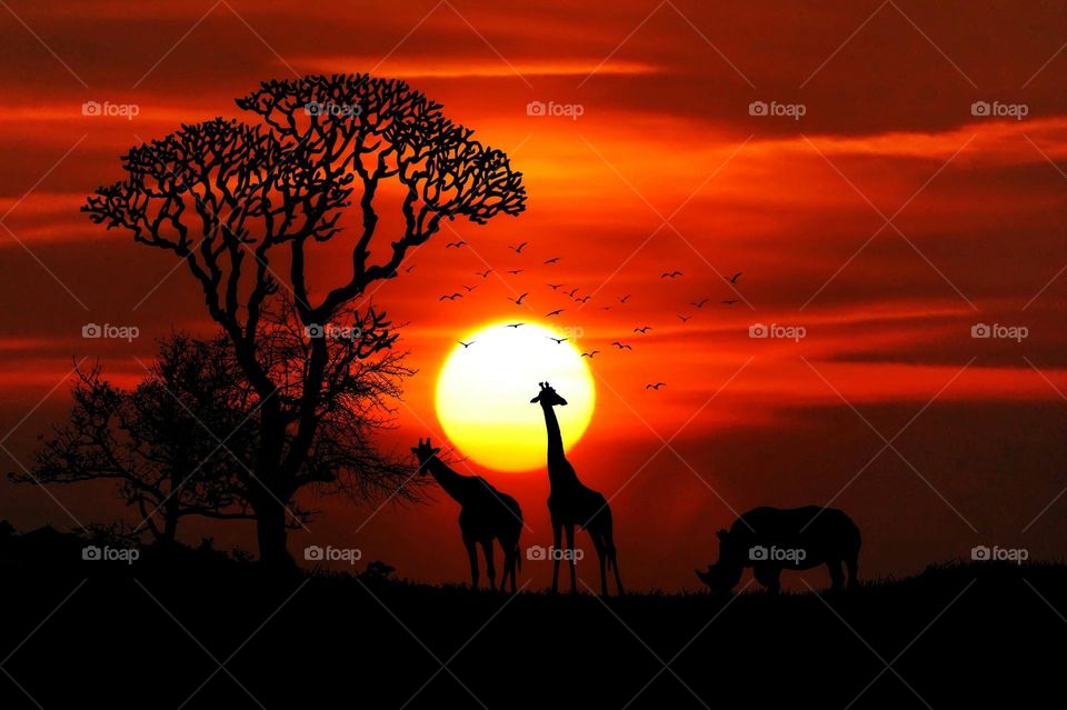 Beautiful shot of Giraffes at sunset.  All proceeds go towards the conservation of endangered species.